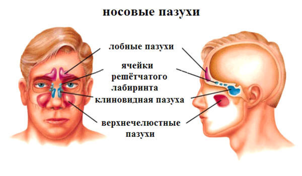 Расположение пазух возле носа