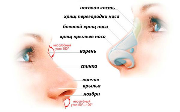 Строение носа