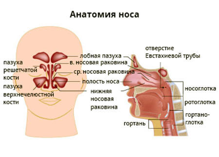 Анатомия носа